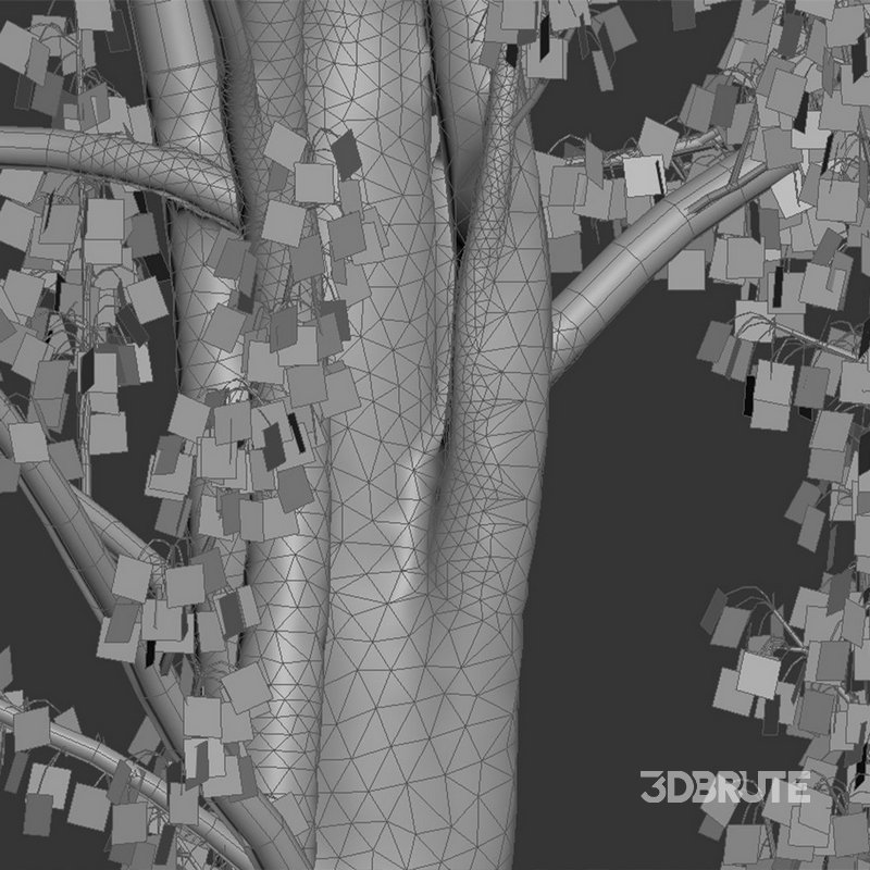 Ginkgo Biloba – Maidenhair Tree 03 Image 4