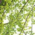 Ginkgo Biloba – Maidenhair Tree 02 - Thumbnail 3