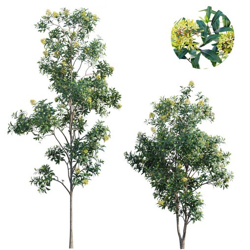 Lemonwood Tree – Pittosporum eugenioides 03