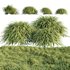 Hakonechloa macra – Japanese forest grass - Thumbnail 1