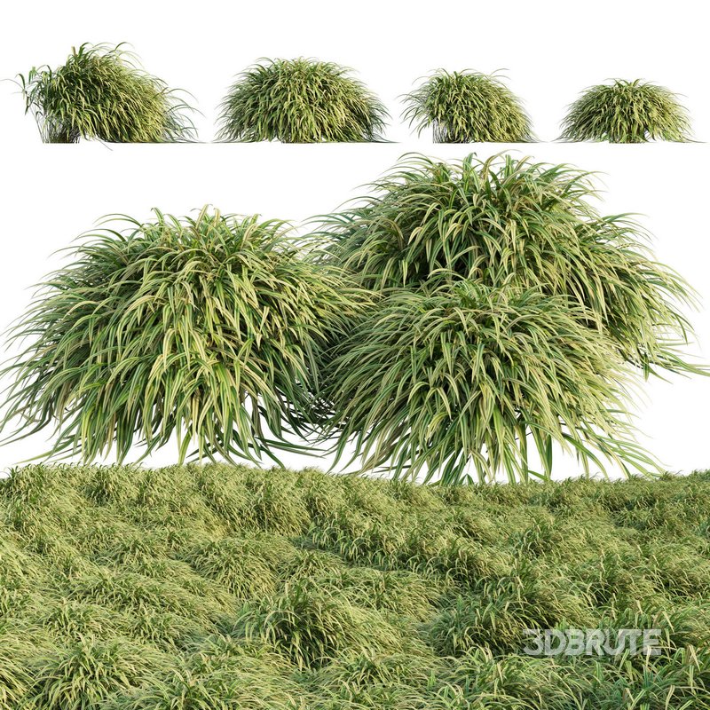 Hakonechloa macra – Japanese forest grass Image 1