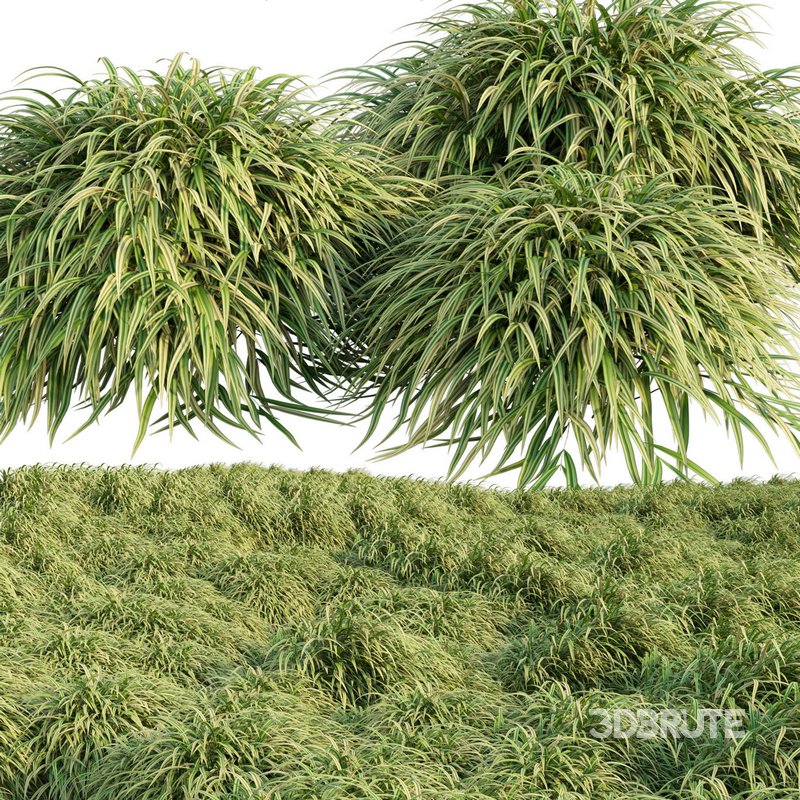 Hakonechloa macra – Japanese forest grass Image 2