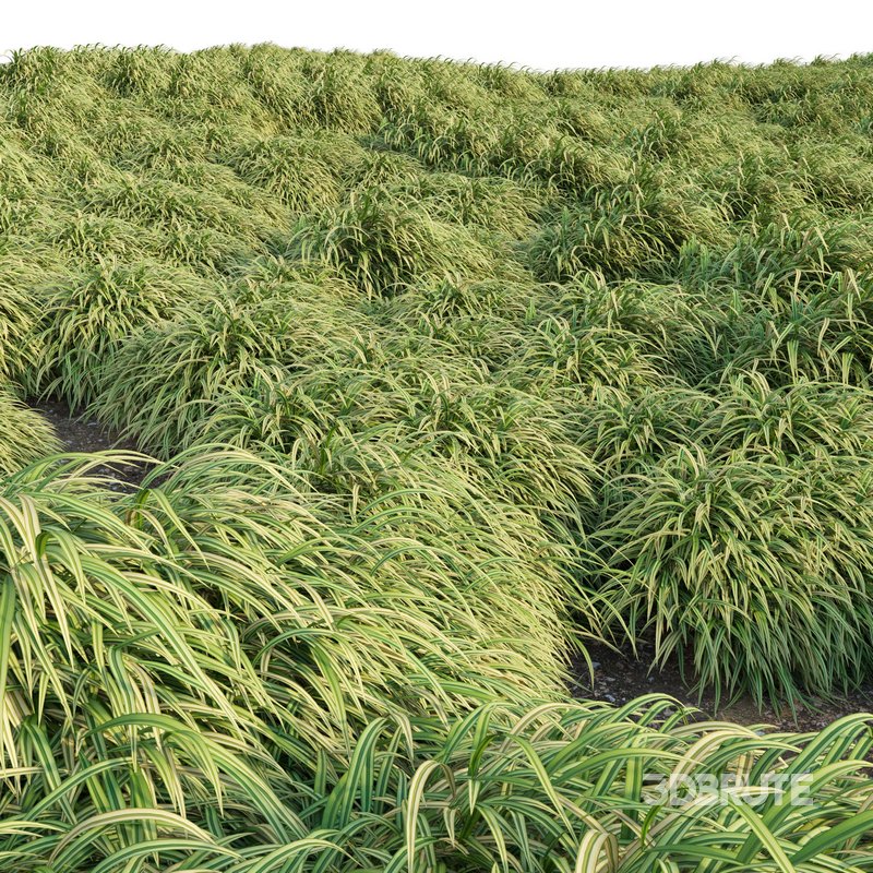 Hakonechloa macra – Japanese forest grass Image 3