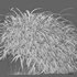 Hakonechloa macra – Japanese forest grass - Thumbnail 5