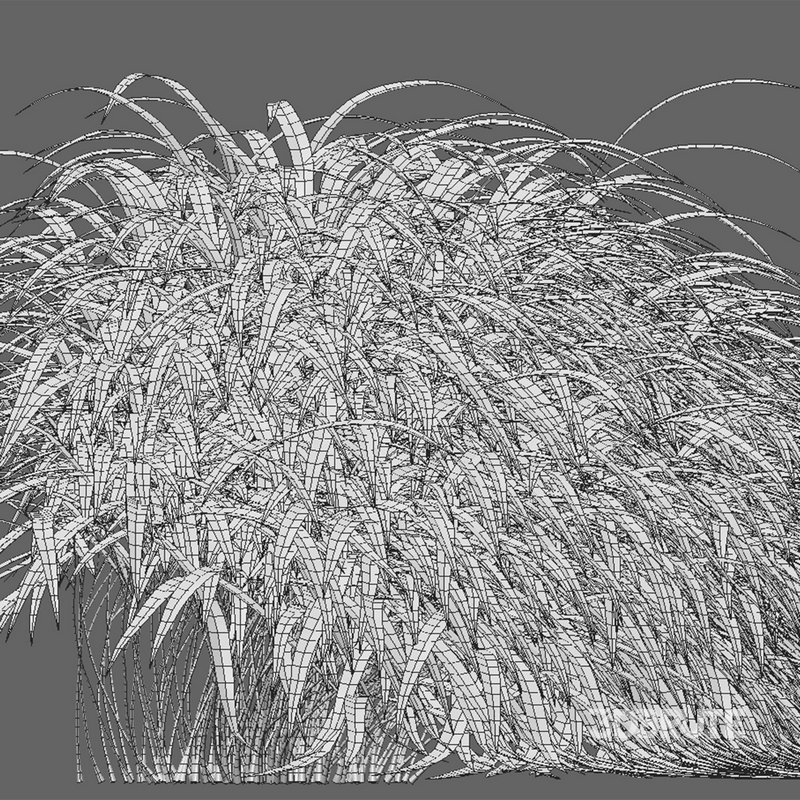 Hakonechloa macra – Japanese forest grass Image 5