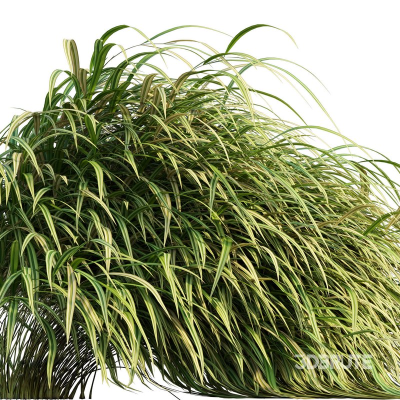 Hakonechloa macra – Japanese forest grass Image 4