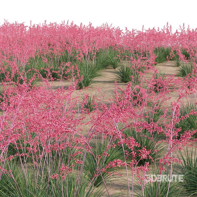 Hesperaloe Parviflora – Red Yucca Image 2