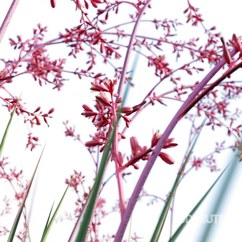 Hesperaloe Parviflora – Red Yucca Image 4
