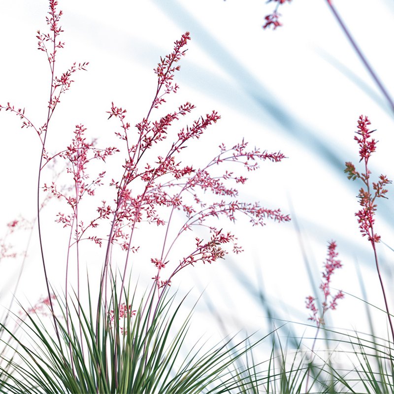 Hesperaloe Parviflora – Red Yucca Image 3