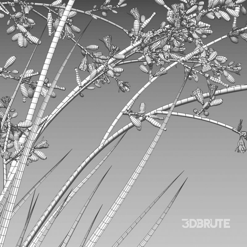 Hesperaloe Parviflora – Red Yucca Image 5