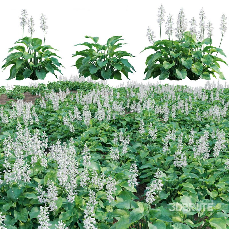 Hosta – Plantain Lily 02 Image 1