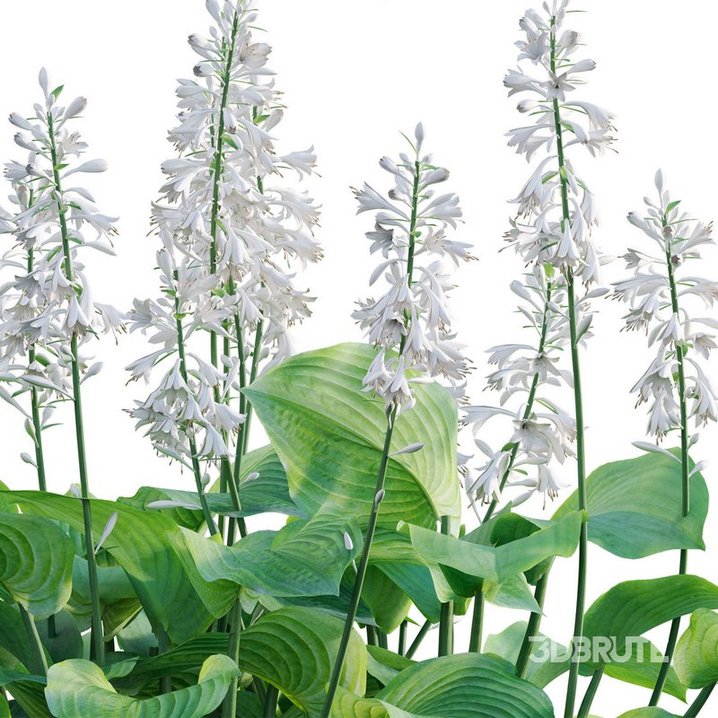 Hosta – Plantain Lily Image 2