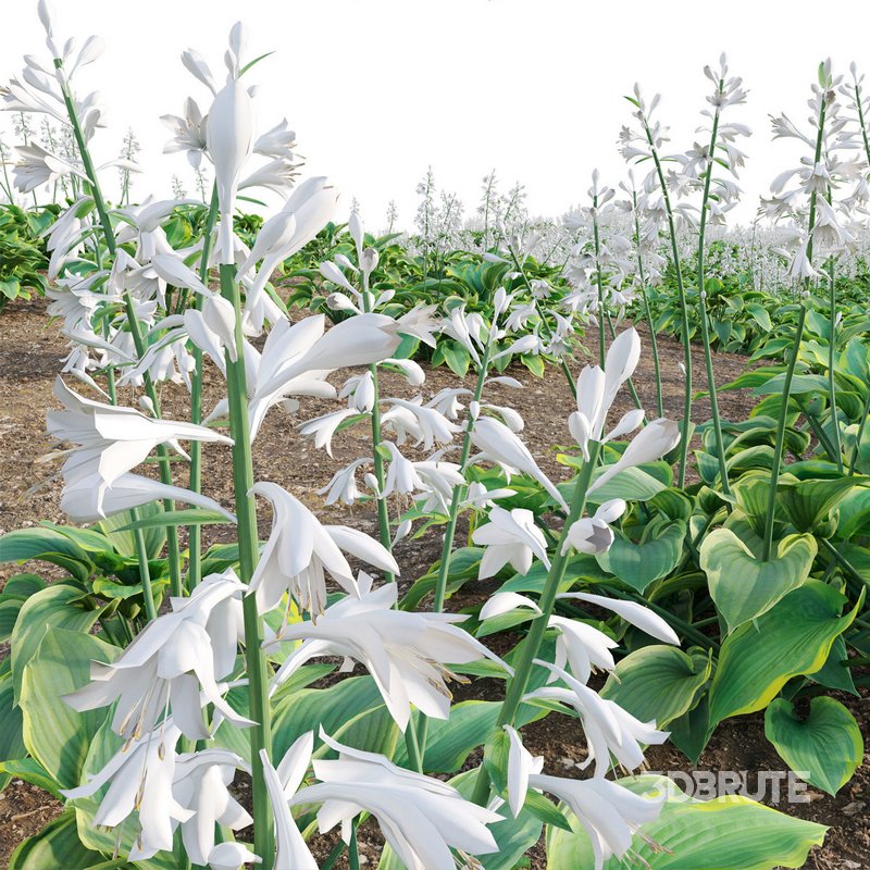 Hosta – Plantain Lily Image 3