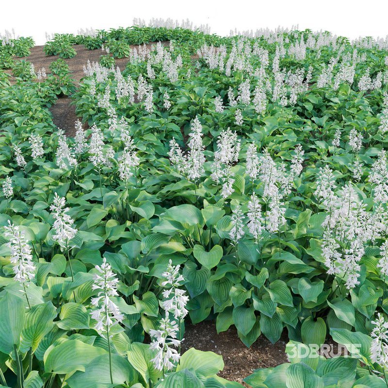 Hosta – Plantain Lily 02 Image 4