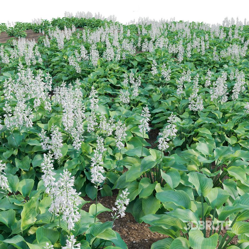 Hosta – Plantain Lily Image 5