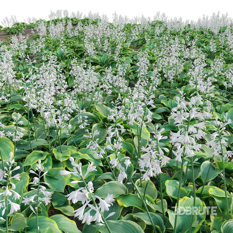 Hosta – Plantain Lily Image 6