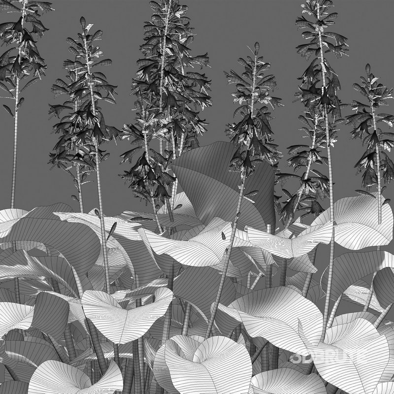 Hosta – Plantain Lily Image 7