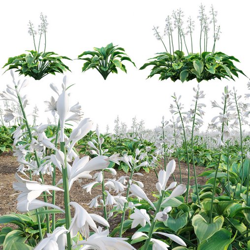 Hosta – Plantain Lily
