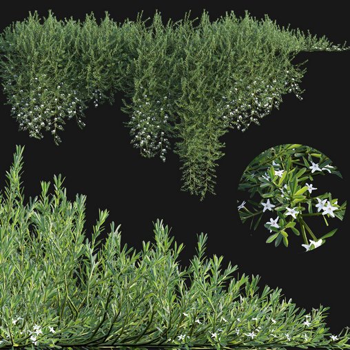 Myoporum Parvifolium- Yareena