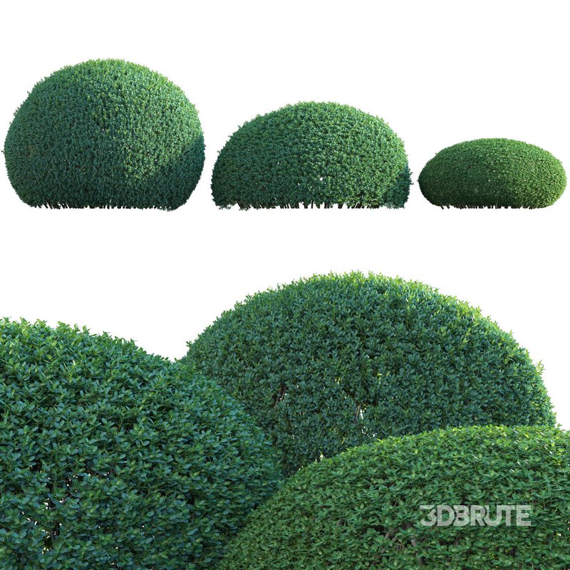 Ilex crenata – Box Leaved Holly – Japanese Holly – 01 Image 1