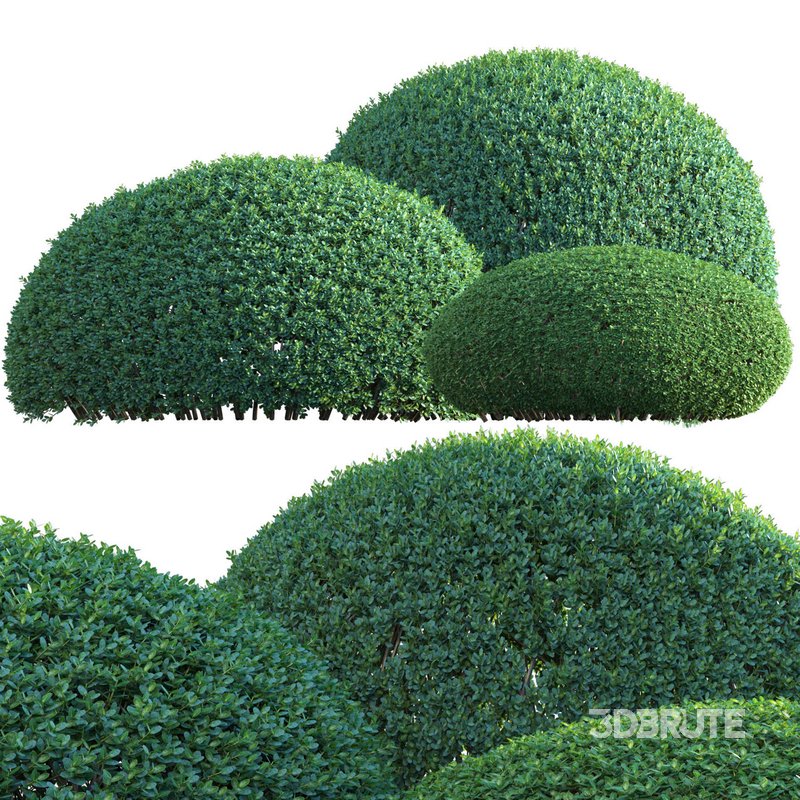 Ilex crenata – Box Leaved Holly – Japanese Holly – 01 Image 2