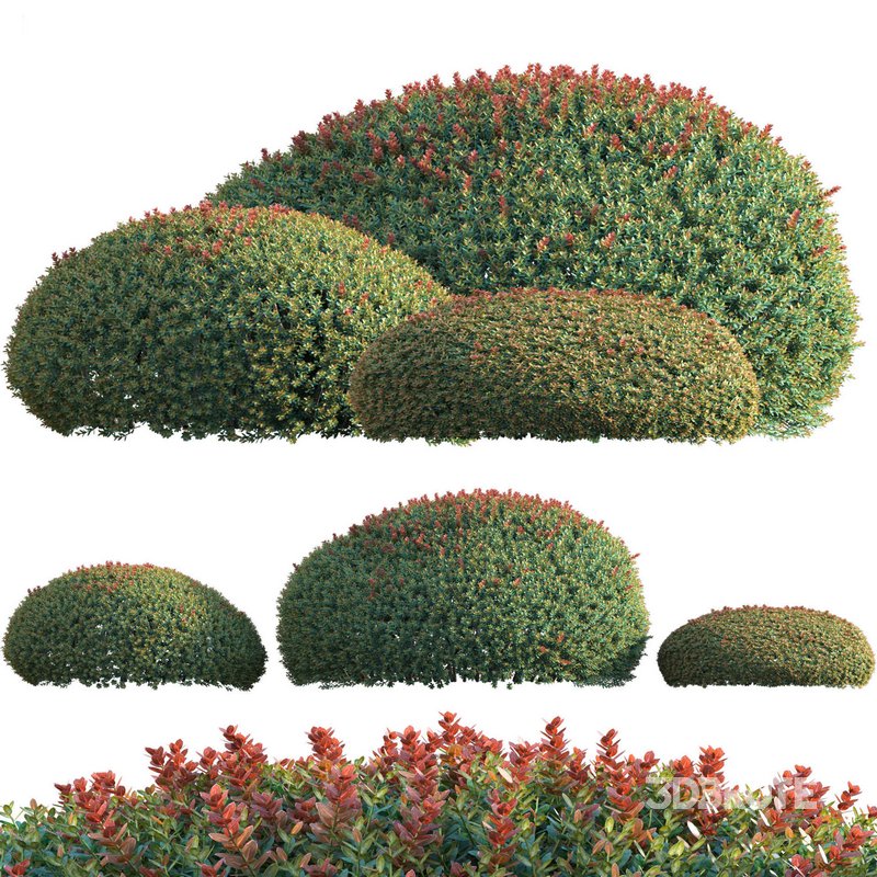 Ilex crenata Box Leaved Holly Japanese Holly 02 Image 1