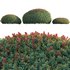 Ilex crenata Box Leaved Holly Japanese Holly 02 - Thumbnail 2