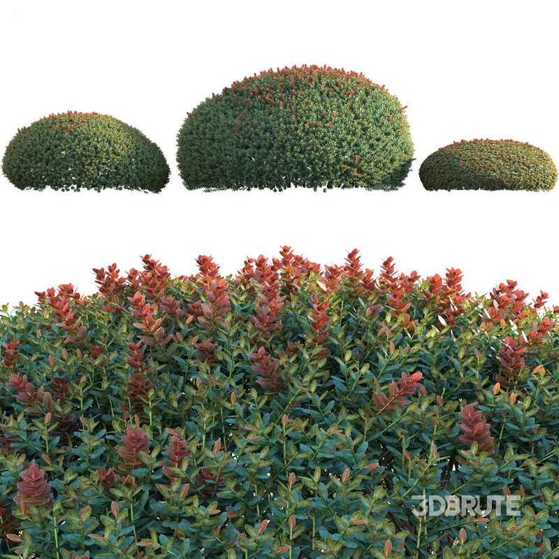 Ilex crenata Box Leaved Holly Japanese Holly 02 Image 2