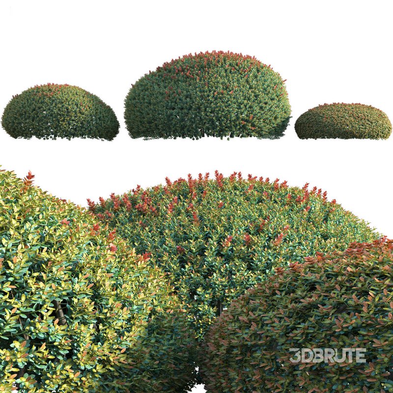 Ilex crenata Box Leaved Holly Japanese Holly 02 Image 3