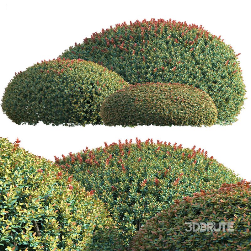 Ilex crenata Box Leaved Holly Japanese Holly 02 Image 4