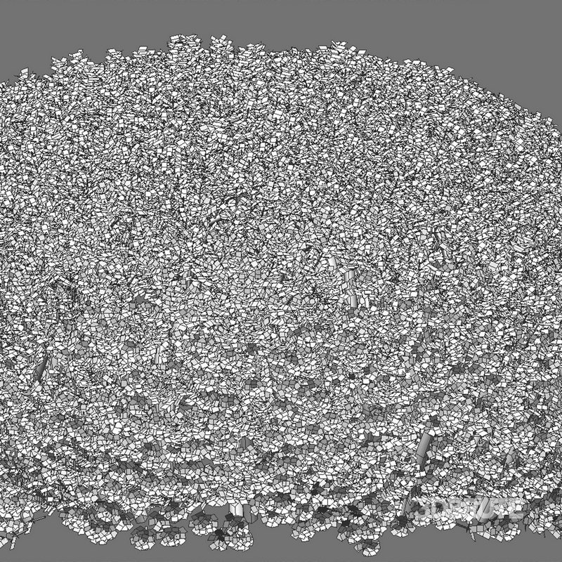 Ilex crenata Box Leaved Holly Japanese Holly 02 Image 6