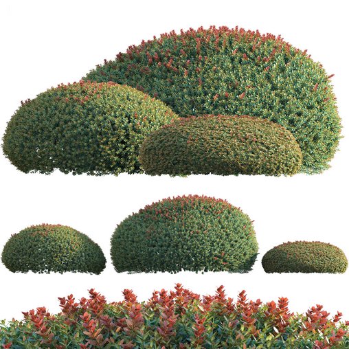 Ilex crenata Box Leaved Holly Japanese Holly 02
