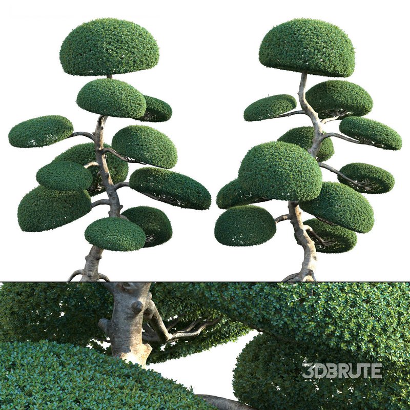 Ilex crenata – Box Leaved Holly – Japanese Holly – 04 Image 1