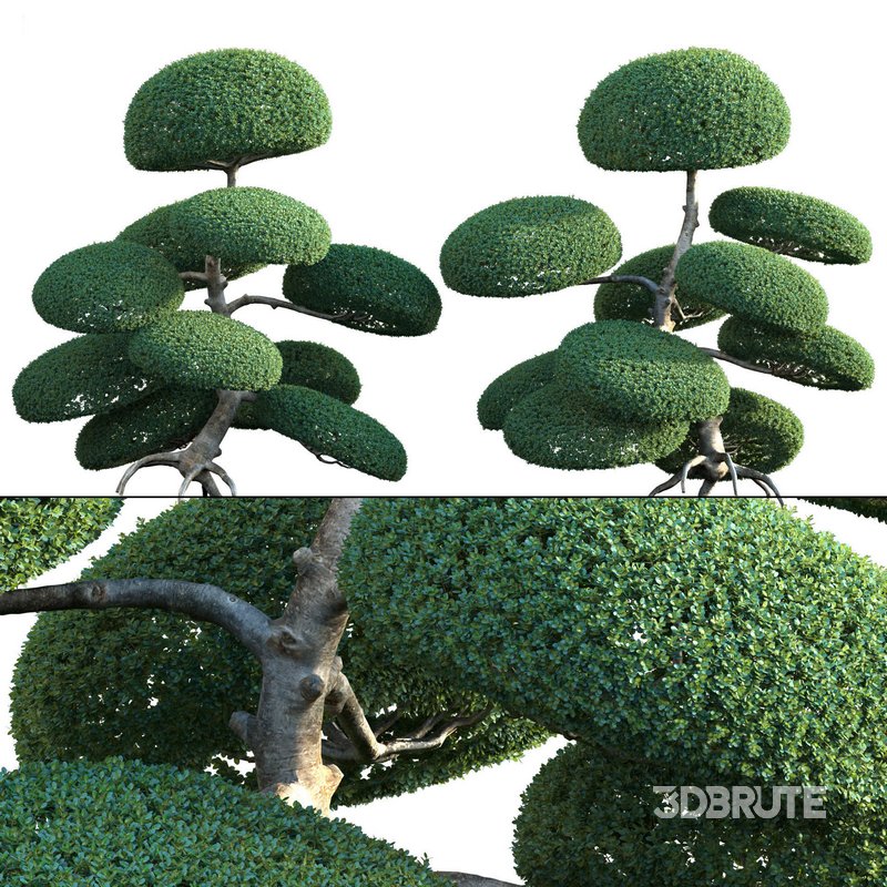 Ilex crenata – Box Leaved Holly – Japanese Holly – 05 Image 1