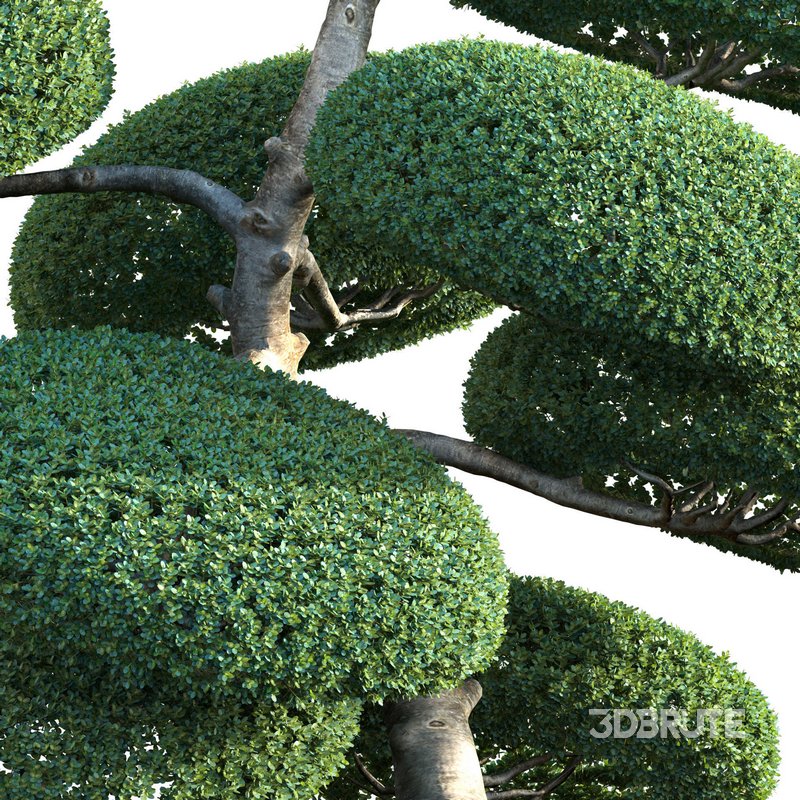 Ilex crenata – Box Leaved Holly – Japanese Holly – 05 Image 2