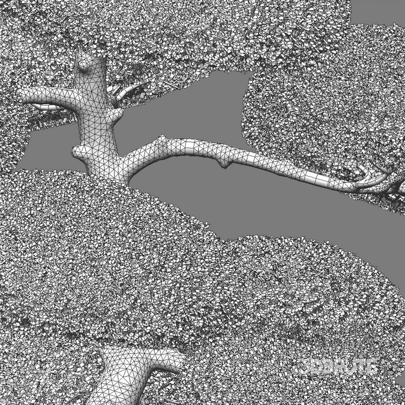 Ilex crenata – Box Leaved Holly – Japanese Holly – 04 Image 3