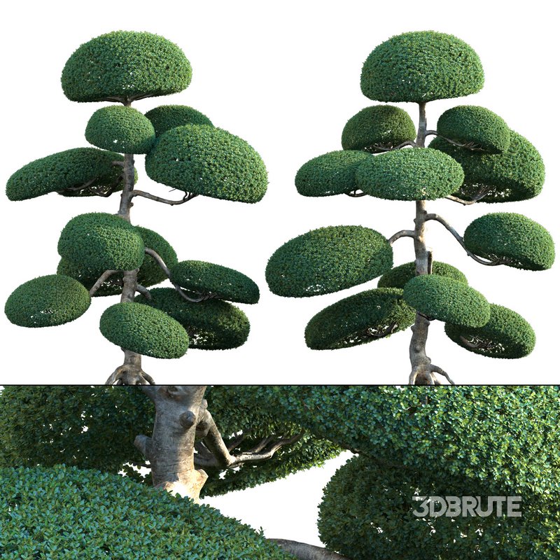 Ilex crenata – Box Leaved Holly – Japanese Holly – 03 Image 1