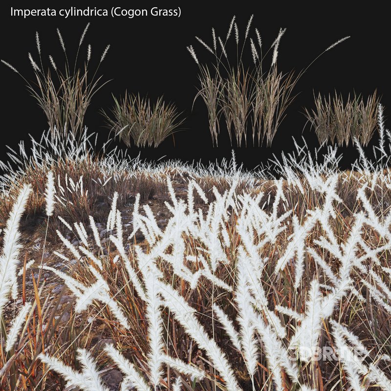Imperata cylindrica – Cogon Grass 03 Image 1