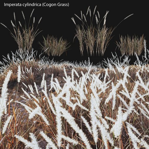 Imperata cylindrica – Cogon Grass 03