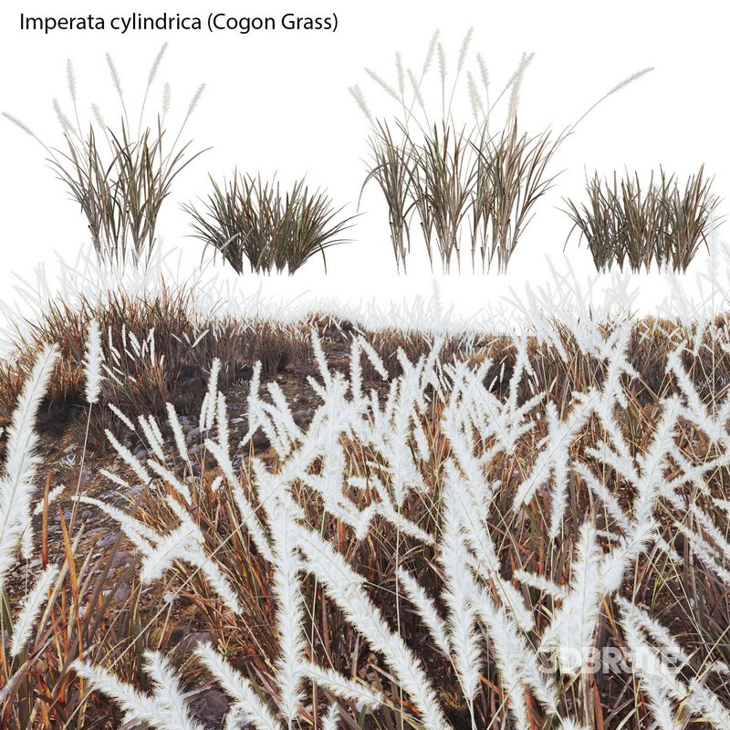 Imperata cylindrica – Cogon Grass 03 Image 2