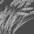 Imperata cylindrica – Cogon Grass - Thumbnail 5