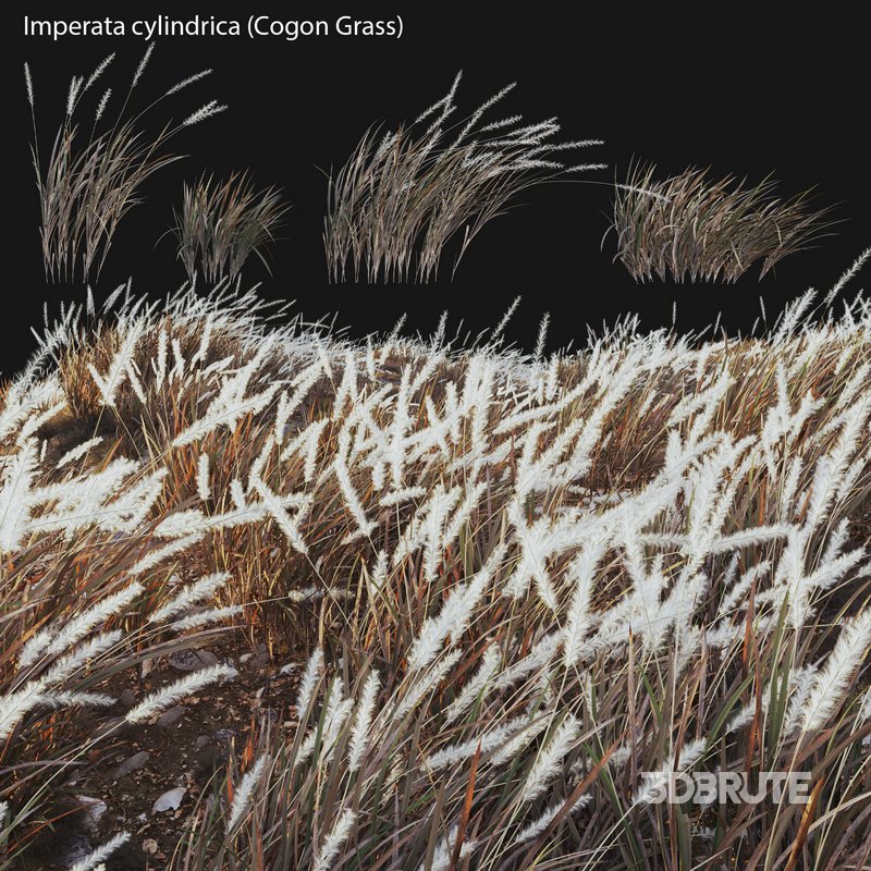 Imperata cylindrica – Cogon Grass 04 Image 1