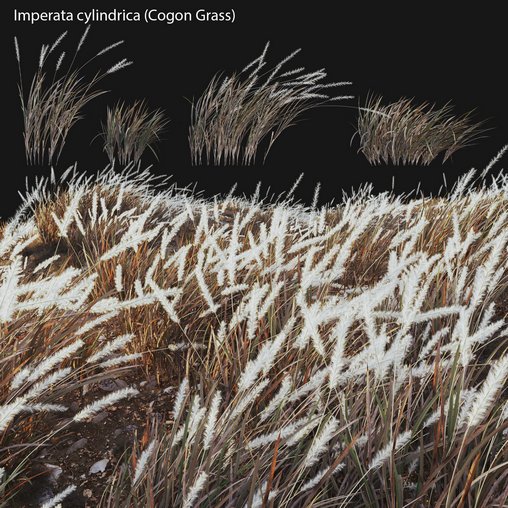 Imperata cylindrica – Cogon Grass 04