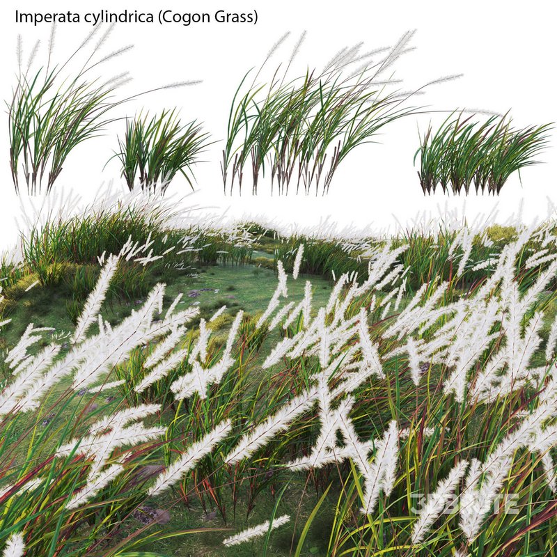 Imperata cylindrica – Cogon Grass 02 Image 2