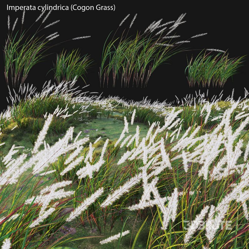 Imperata cylindrica – Cogon Grass 02 Image 1