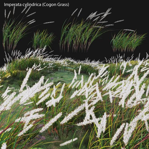 Imperata cylindrica – Cogon Grass 02