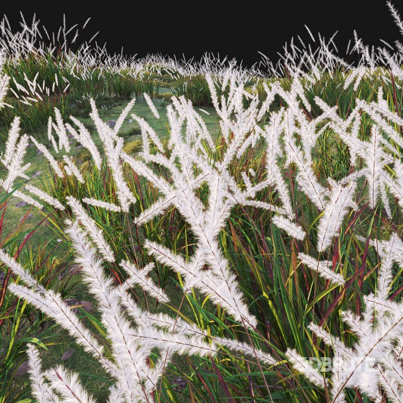 Imperata cylindrica – Cogon Grass 02 Image 4