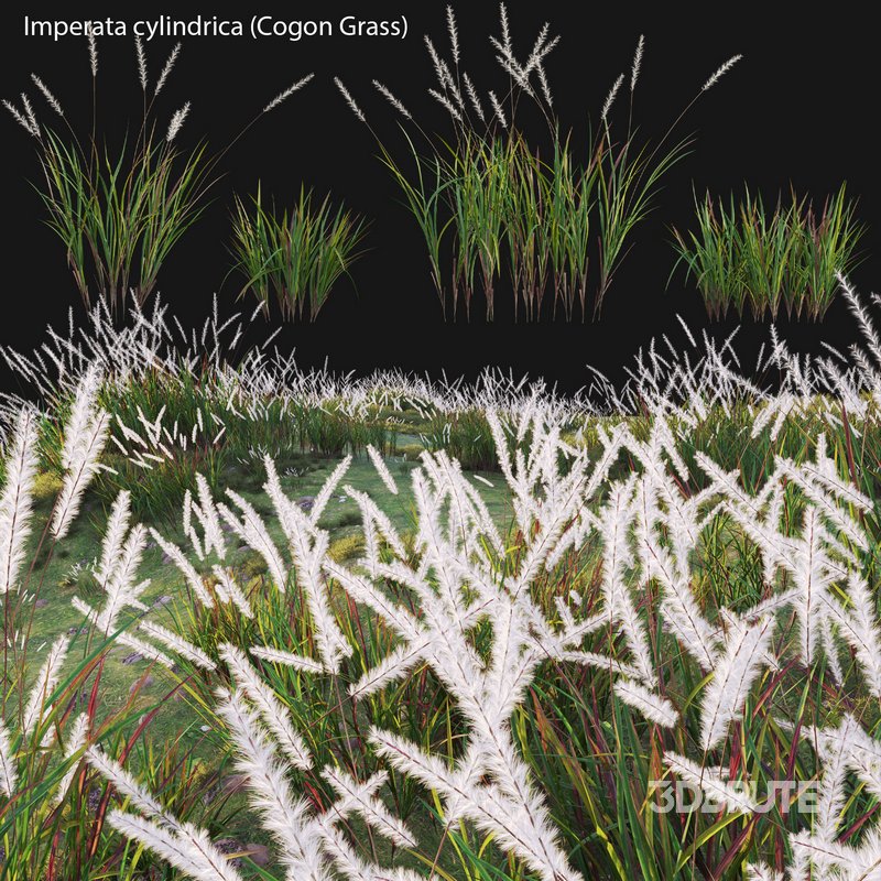 Imperata cylindrica – Cogon Grass Image 2