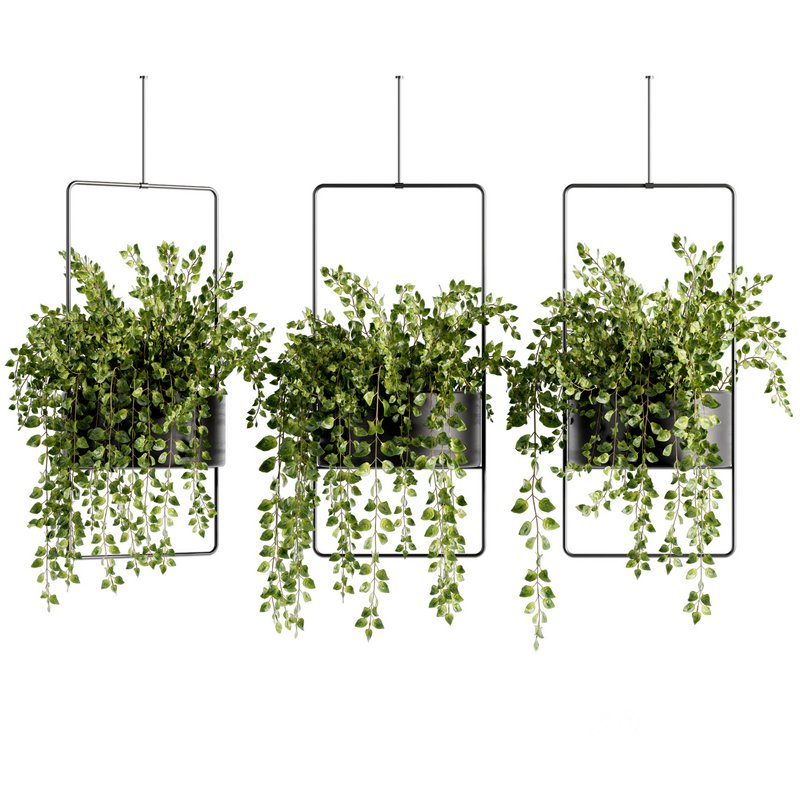 Indoorplants-Hanging plants set-75 Image 1