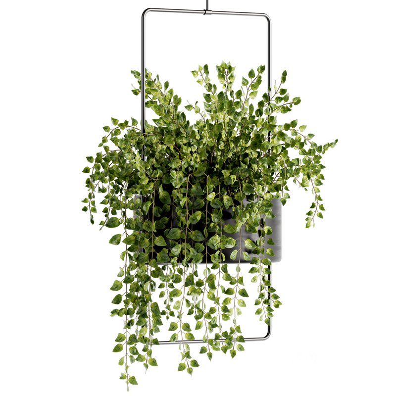 Indoorplants-Hanging plants set-75 Image 4